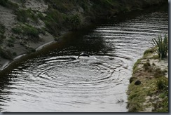 Farewell Spit - Wharariki beach - Seal swimming in river