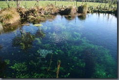 Waikoropupu Springs